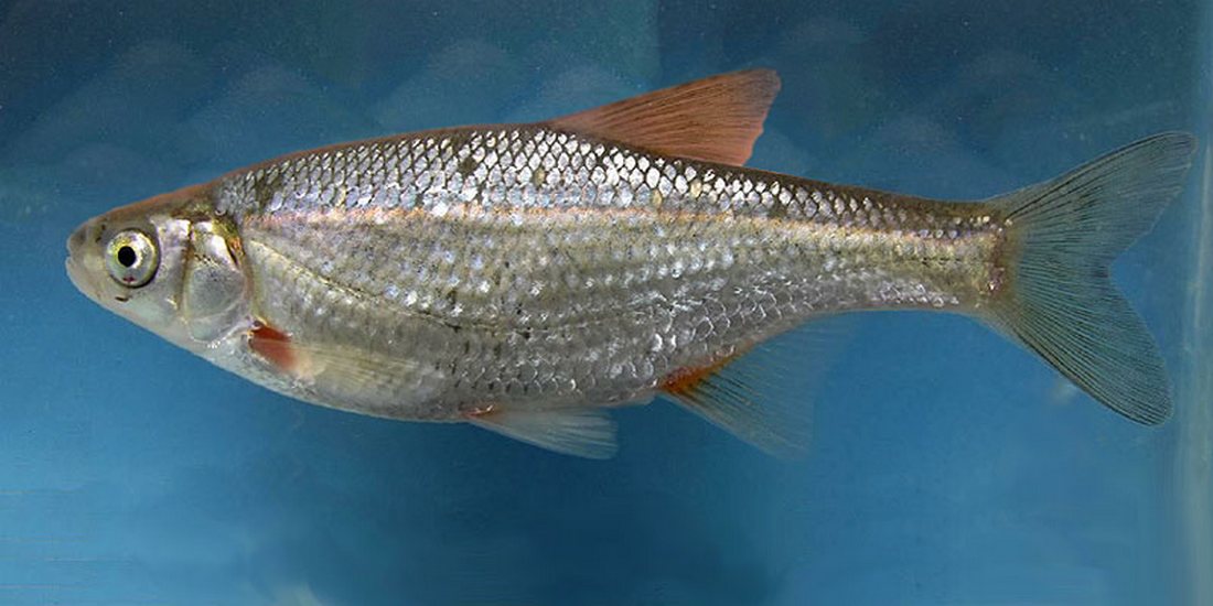 (Alburnoides Jeitteles, 1861) Род Альбурноидесы, Альбурноиды, Быстрянки